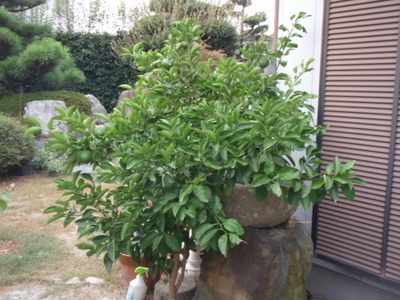 P9280217かえる1