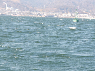 P1170343ウサギ