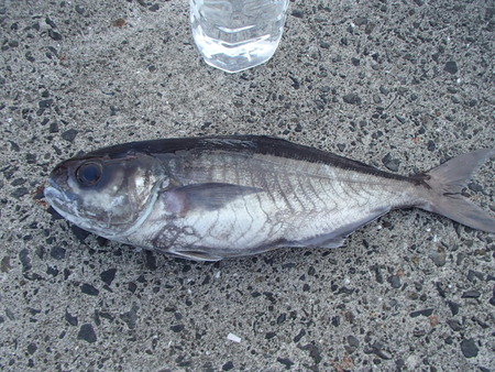P9050056