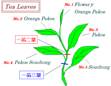 紅茶のおはなし Oriori Style 紅茶のおはなし Oriori Style