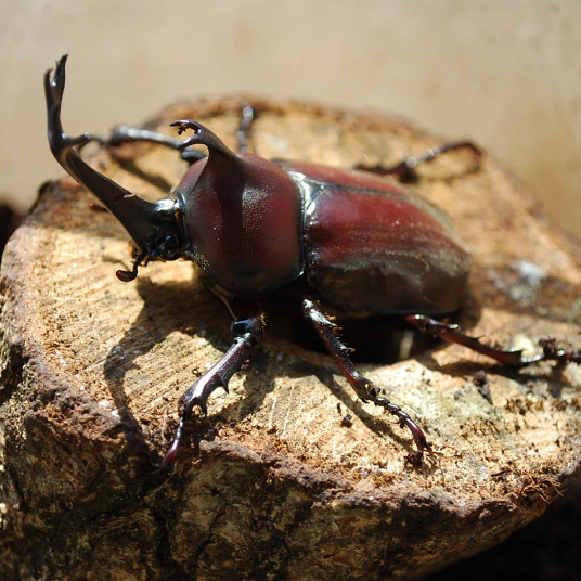 カブトムシ