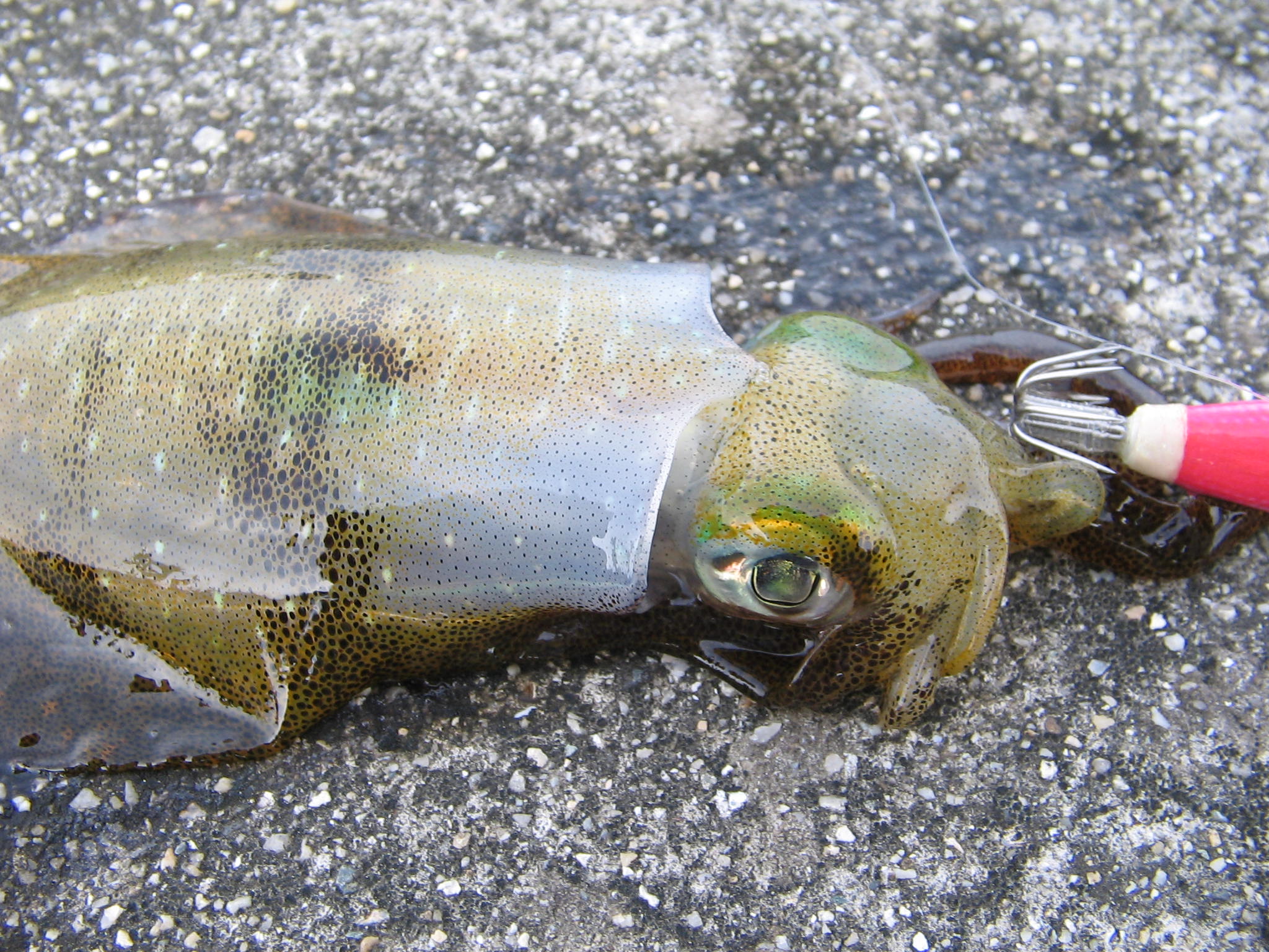 相生湾のアオリイカ釣り 主水 もんど の鬱々引きこもり部屋