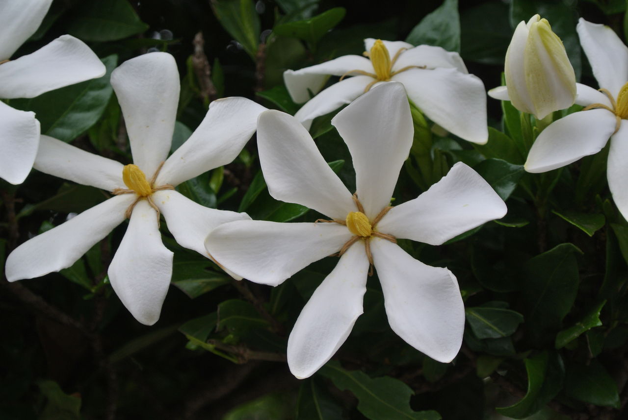 クチナシ シラユリ タイサンボク 全て白い花です 風ぐるま 花 虫 ニコナン１０１のブログ