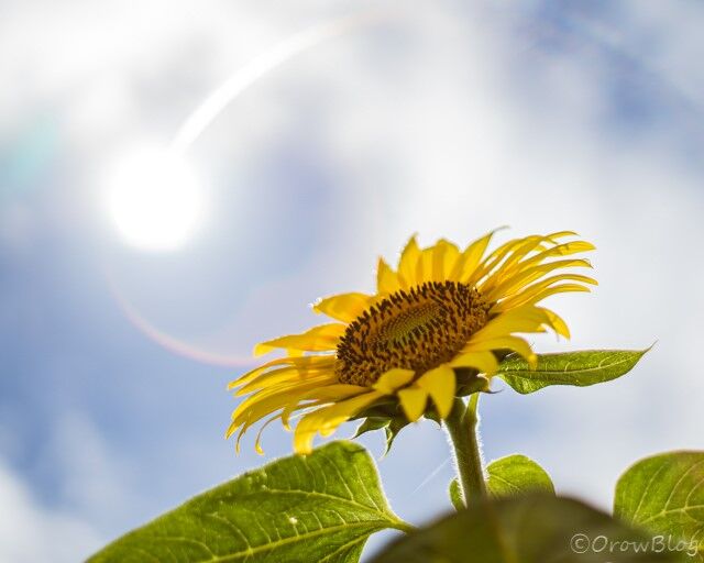 super takumar　F1.8　55画像