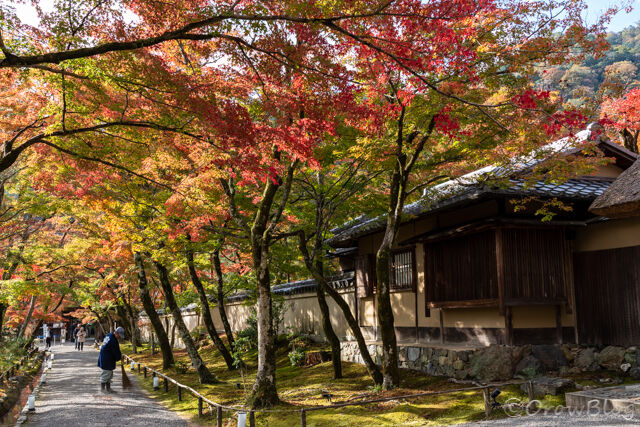 宝厳院の紅葉画像