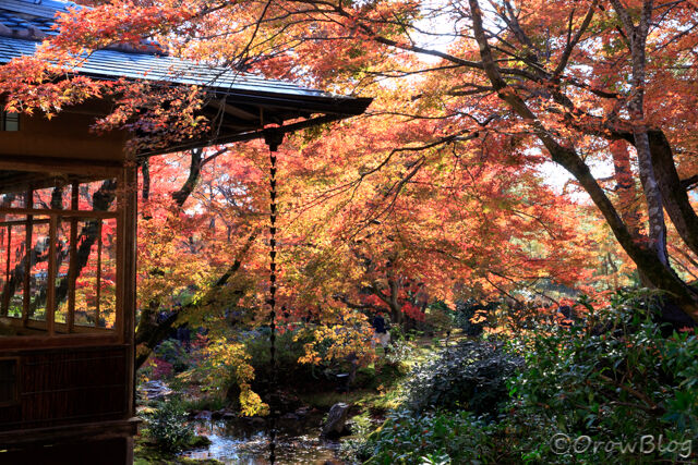 宝厳院の紅葉画像２