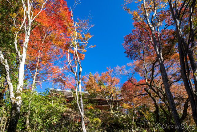 京都 高山寺の紅葉 写真 旅 車中泊 スキー キャンプ 登山に全集中 京都 高山寺の紅葉 写真 旅 車中泊 スキー キャンプ 登山に全集中