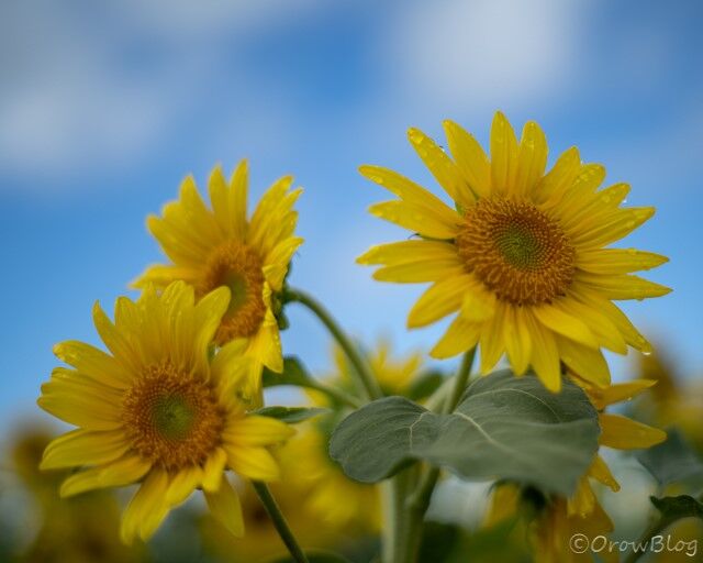 takumar F1.8 55mm