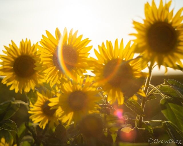 takumar F1.8 55mm