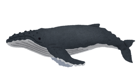 whale_06_zatoukujira