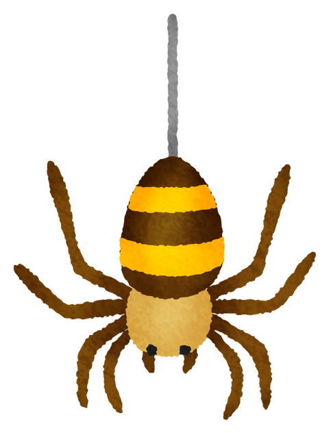 spider