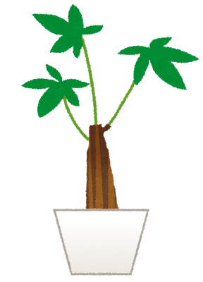 plant_pakira