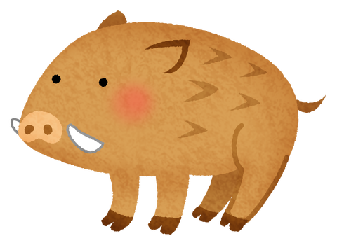 boar
