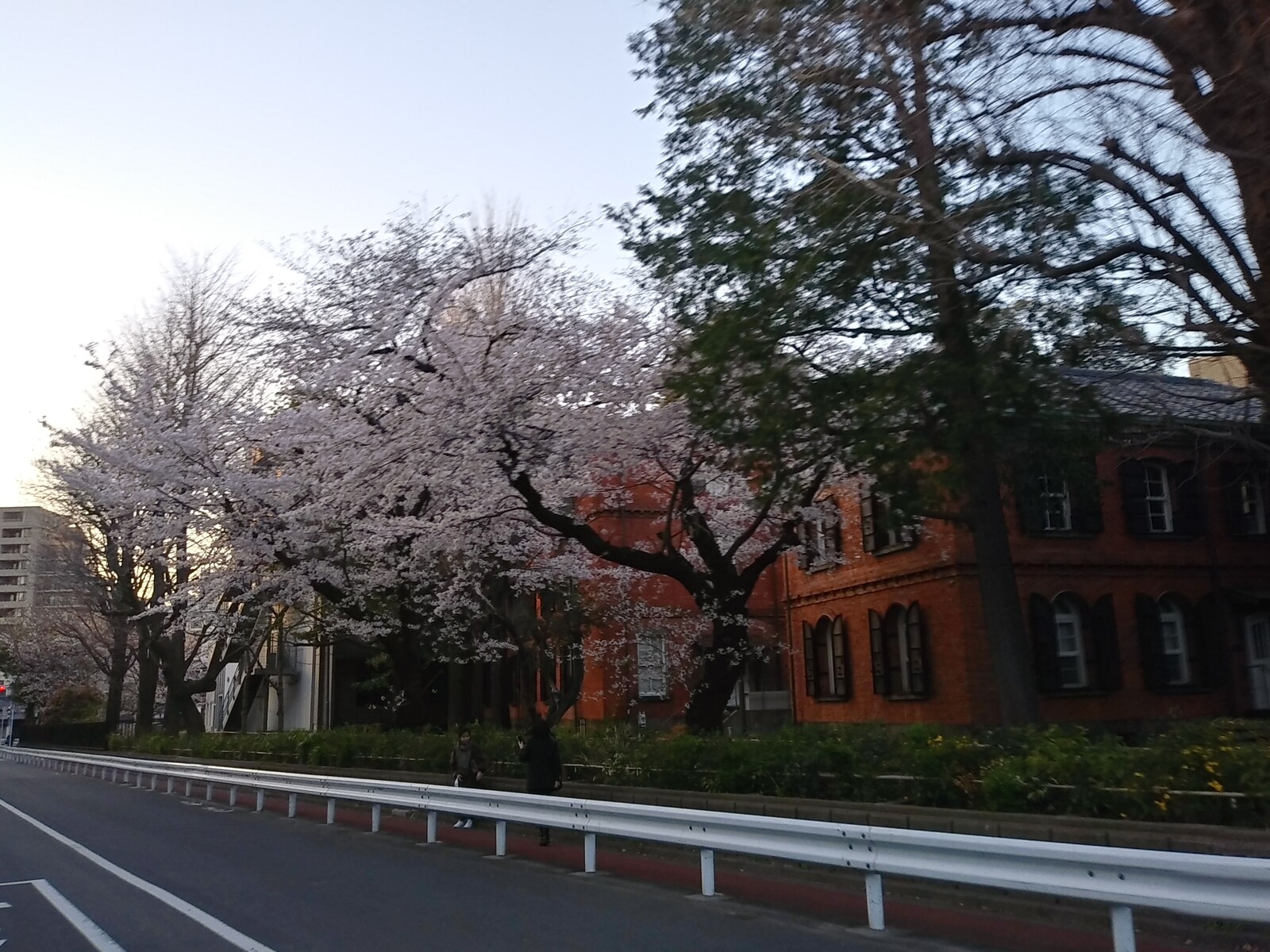 上野 公園 自転車