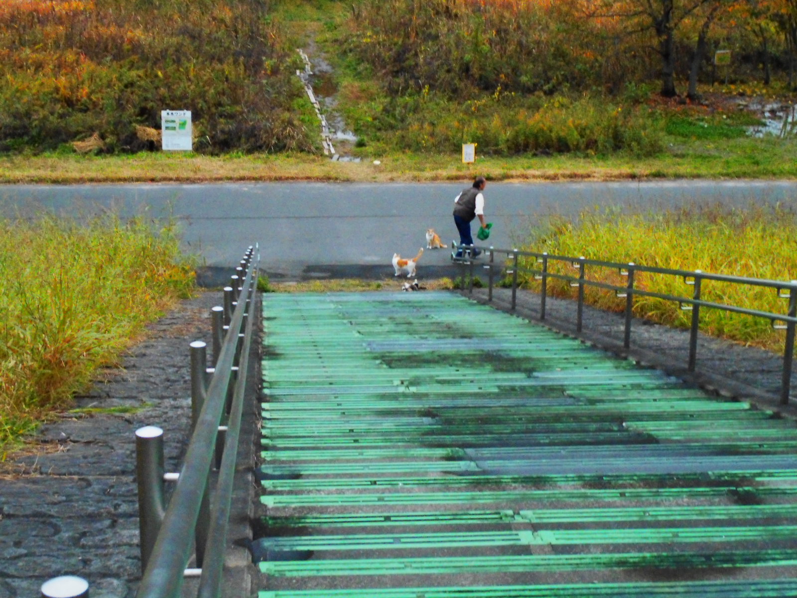 水溜まりにはまったポタ 荒川河川敷 Oryzasativa 自転車ウロウロ記