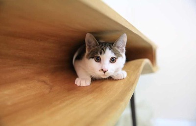 IT情報つめこみ速報｜猫机2Modern-table-for-cats-5