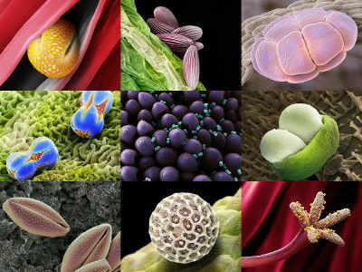 pollen00_m