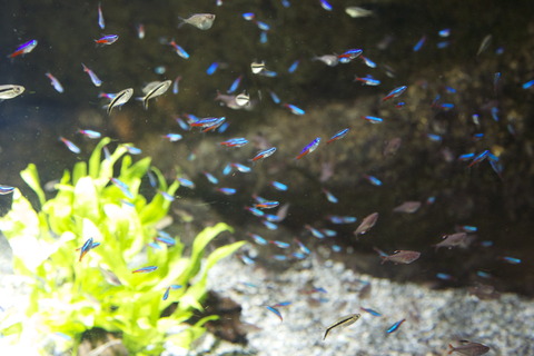 8M8A0667
