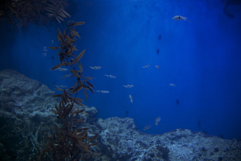 8M8A0627