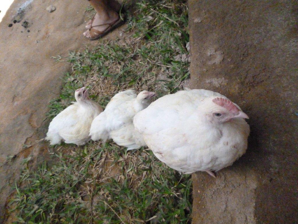 鶏 独立記念日 Sablog