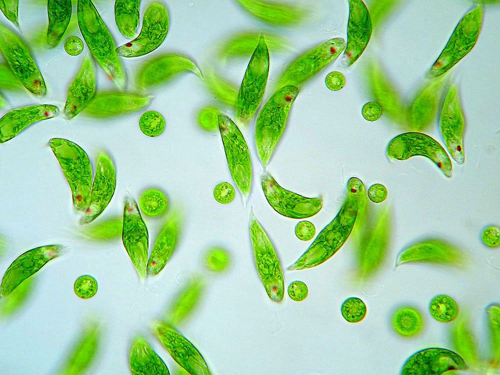 飲むミドリムシってなに どんな効果があるの きょうはあしたの前日だから