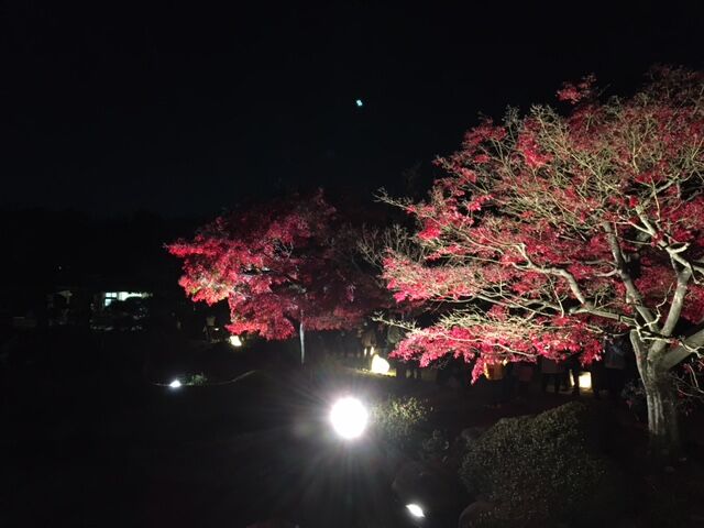 年 紅葉 大仙公園 大阪弁 大阪文化同好会