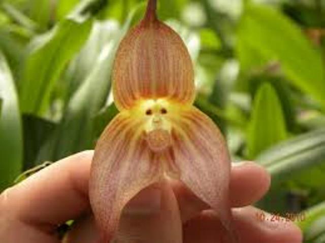 愛妻家の独り言 ドラゴンモンキー