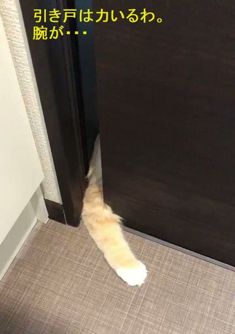 11195風呂見たガリ