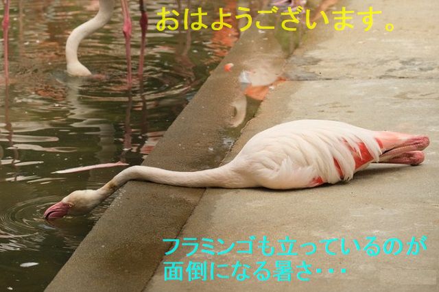 愛妻家の独り言 アルビノとメラニズム