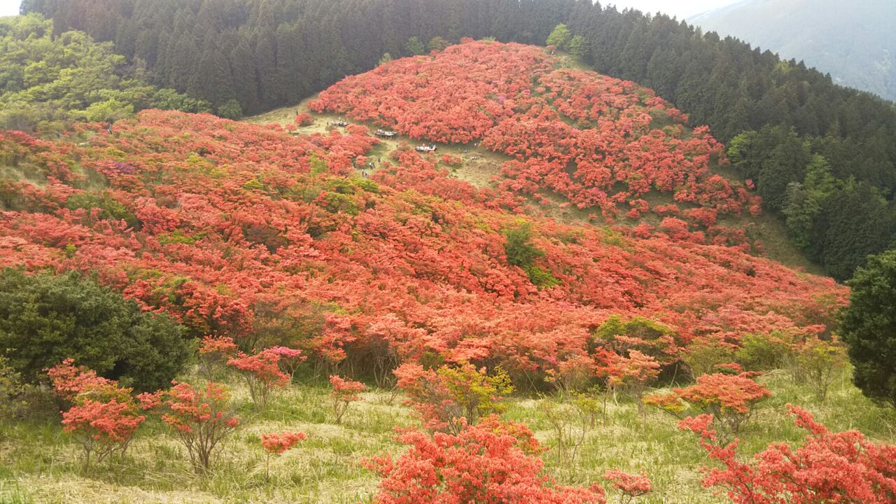 葛城山から金剛山へ 大阪の登山会です 葛城山から金剛山へ 大阪の登山会です