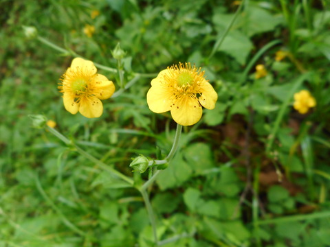 黄色のお花