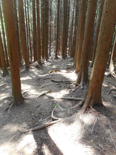 文殊尾の登山道