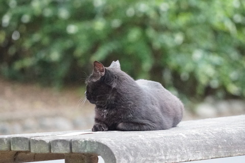 DSC07619 猫82-1
