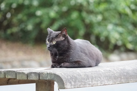 DSC07619 猫82-3
