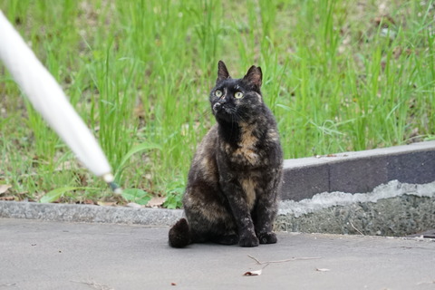 DSC06998 猫81-1