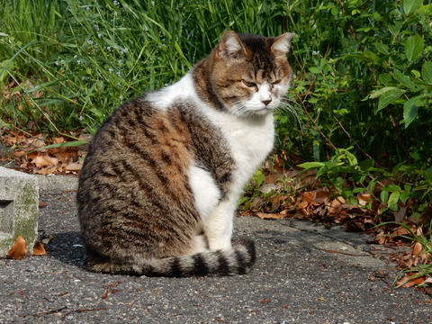 DSCN5791 猫14-13