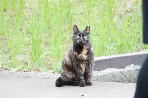 DSC07004 猫81-2