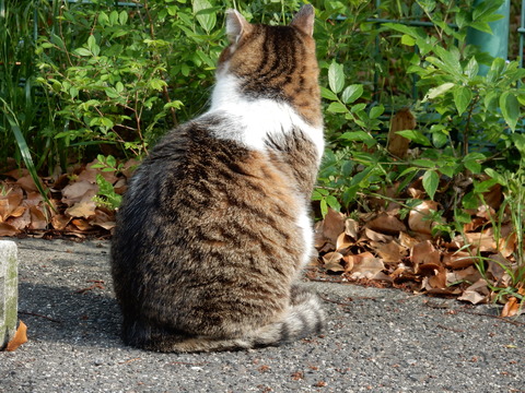 DSCN5786 猫14-11