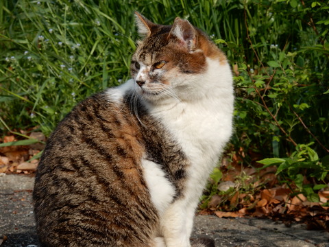 DSCN5792 猫14-14