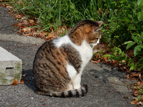 DSCN5790 猫14-12