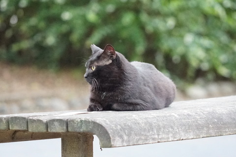 DSC07619 猫82-2