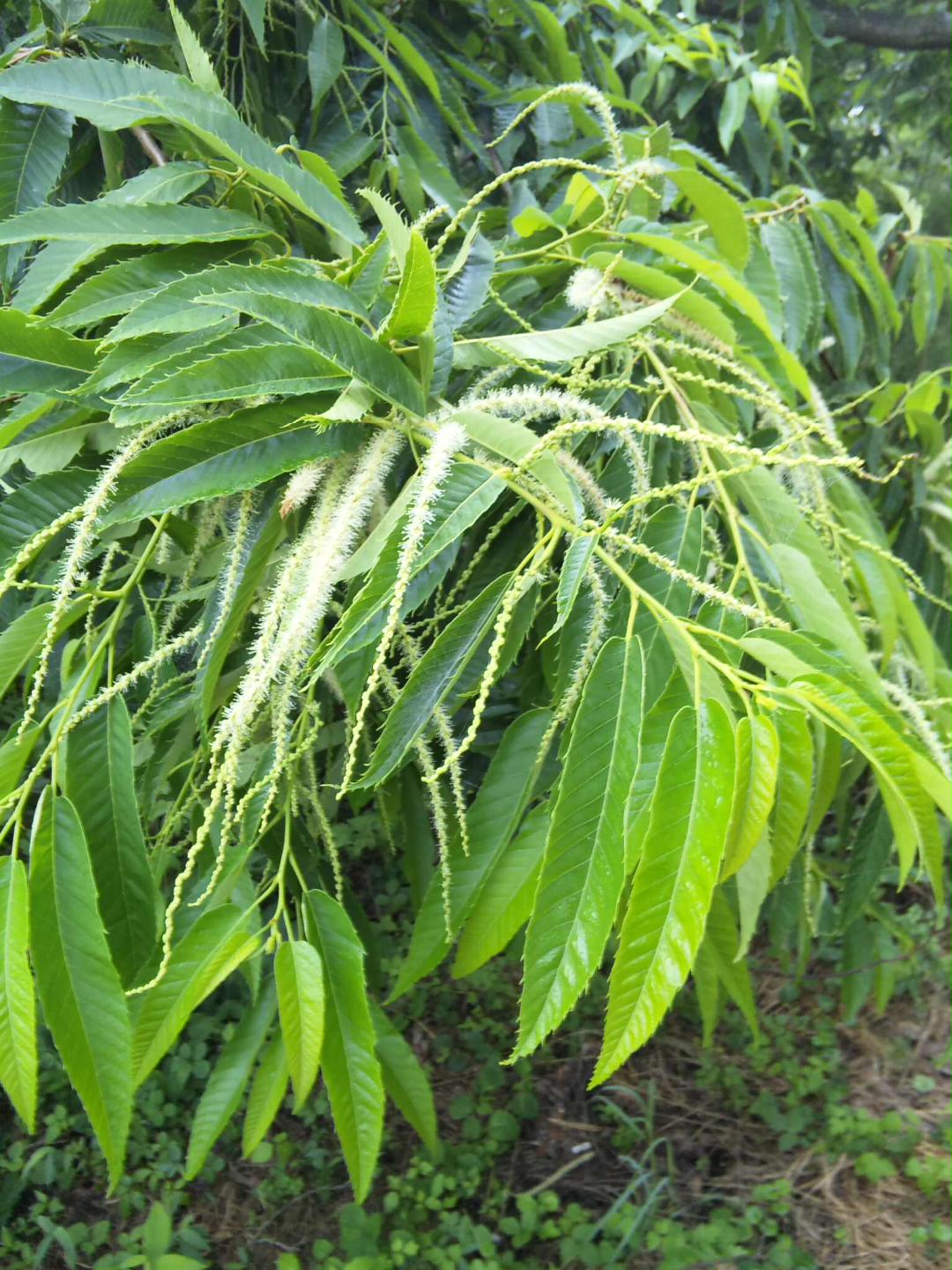 栗の花って臭い その２ 大阪産まれの大バカもん