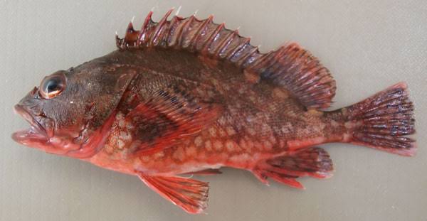 海で釣れて本当に不味いのはボラではなくて外道としてよく釣れるウグイの大きい奴だな お魚まとめ 海で釣れて本当に不味いのはボラではなくて外道としてよく釣れるウグイの大きい奴だな お魚まとめ