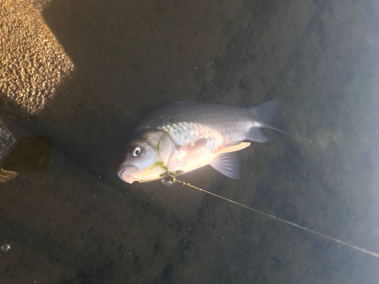 バスがだめならフナをルアーで釣ろうぜ お魚まとめ