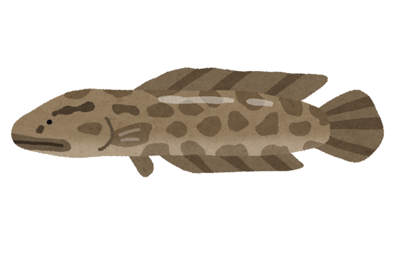 随分前に釣れた魚なのだが見て欲しい お魚まとめ 随分前に釣れた魚なのだが見て欲しい お魚まとめ