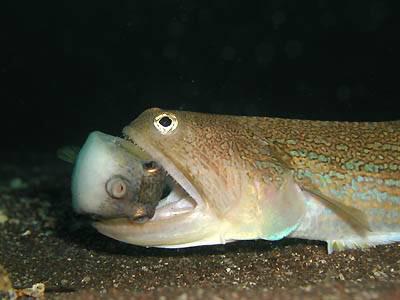 ハコフグの骨 ハコフグすぎる お魚まとめ