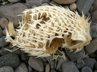 ハコフグの骨 ハコフグすぎる お魚まとめ