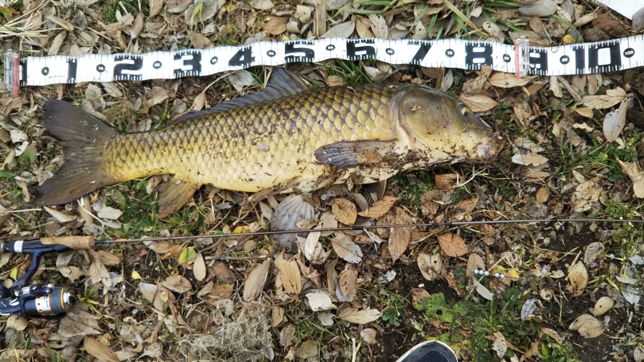 バスがだめならフナをルアーで釣ろうぜ お魚まとめ