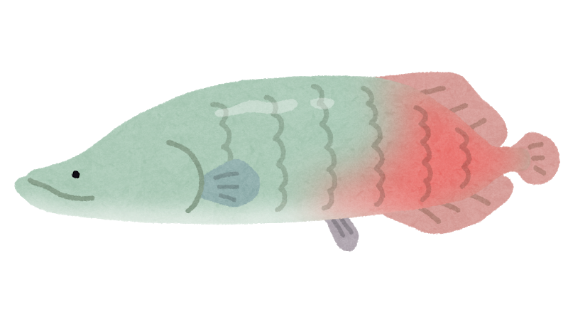 川で捕まえた魚飼ってるけど お魚まとめ 川で捕まえた魚飼ってるけど お魚まとめ