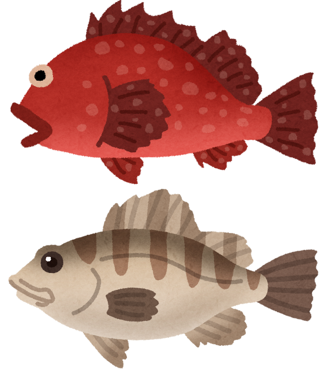 ガシラとメバルどっちがおいしい お魚まとめ